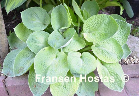 Hosta Abiqua Ariel